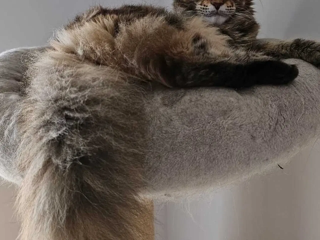 Billede 7 - Maine coon med stamtavle