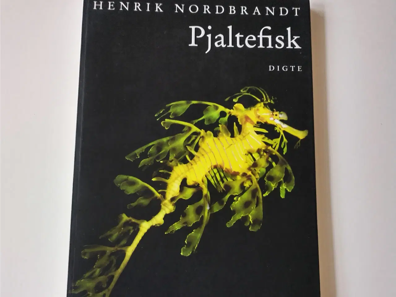 Billede 1 - Pjaltefisk. Af Henrik Nordbrandt