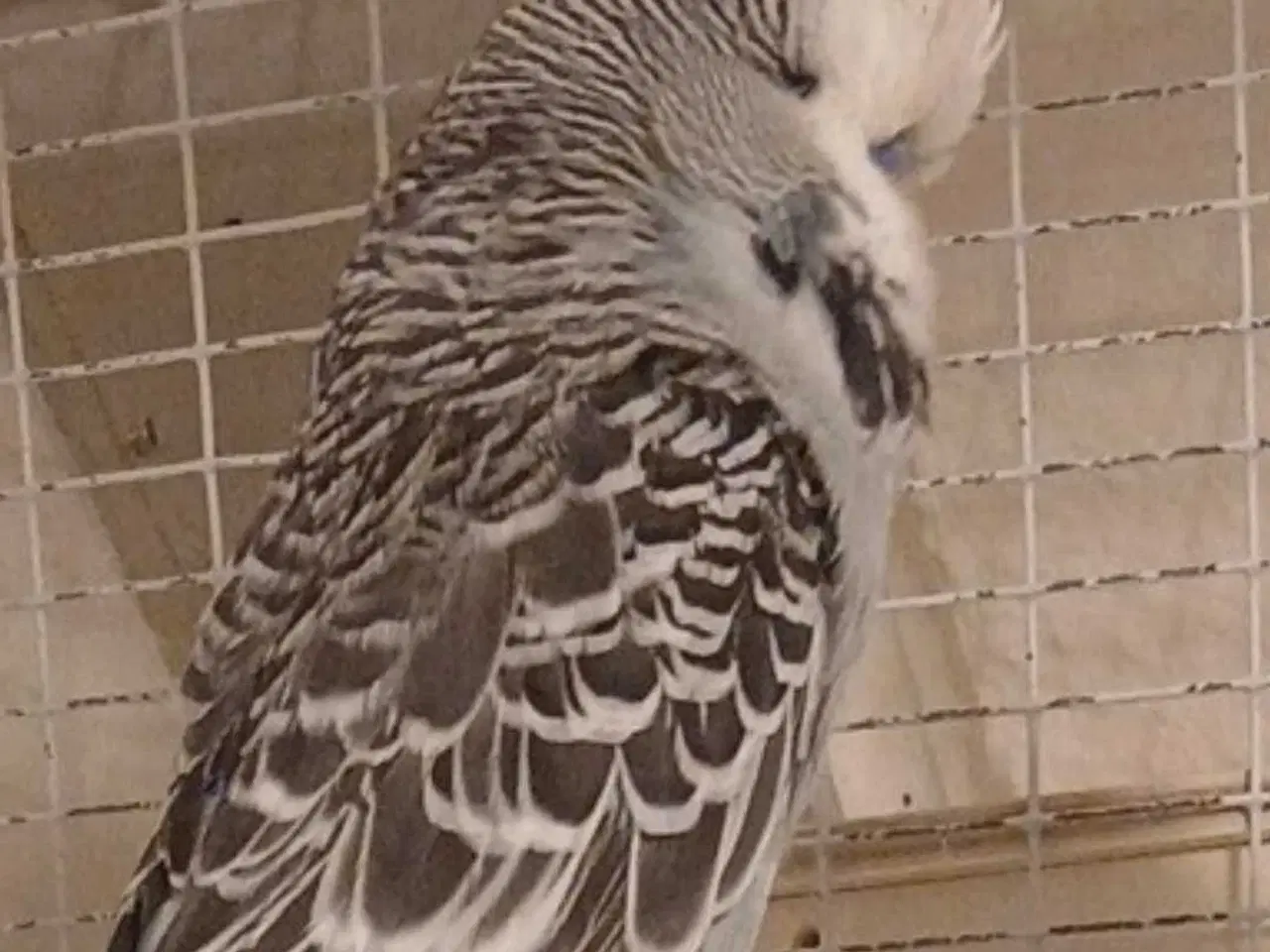 Billede 1 - Engelsk undulat han 