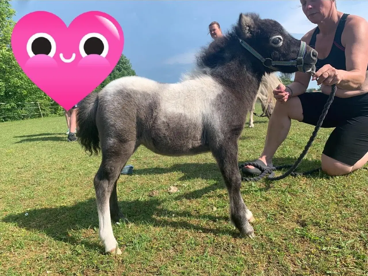 Billede 12 - Mini shetlands hoppeføl