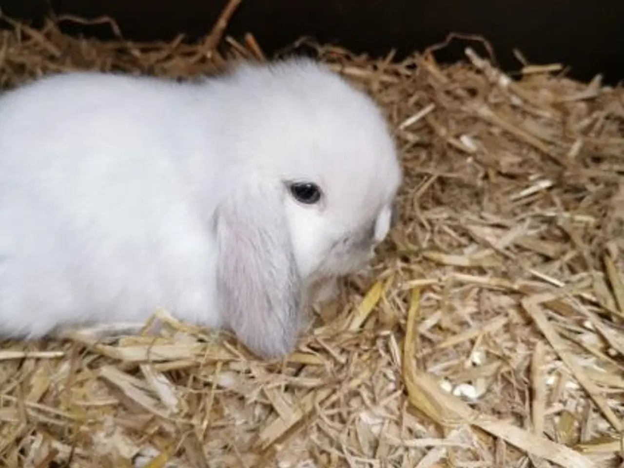 Billede 1 - Minilop unger