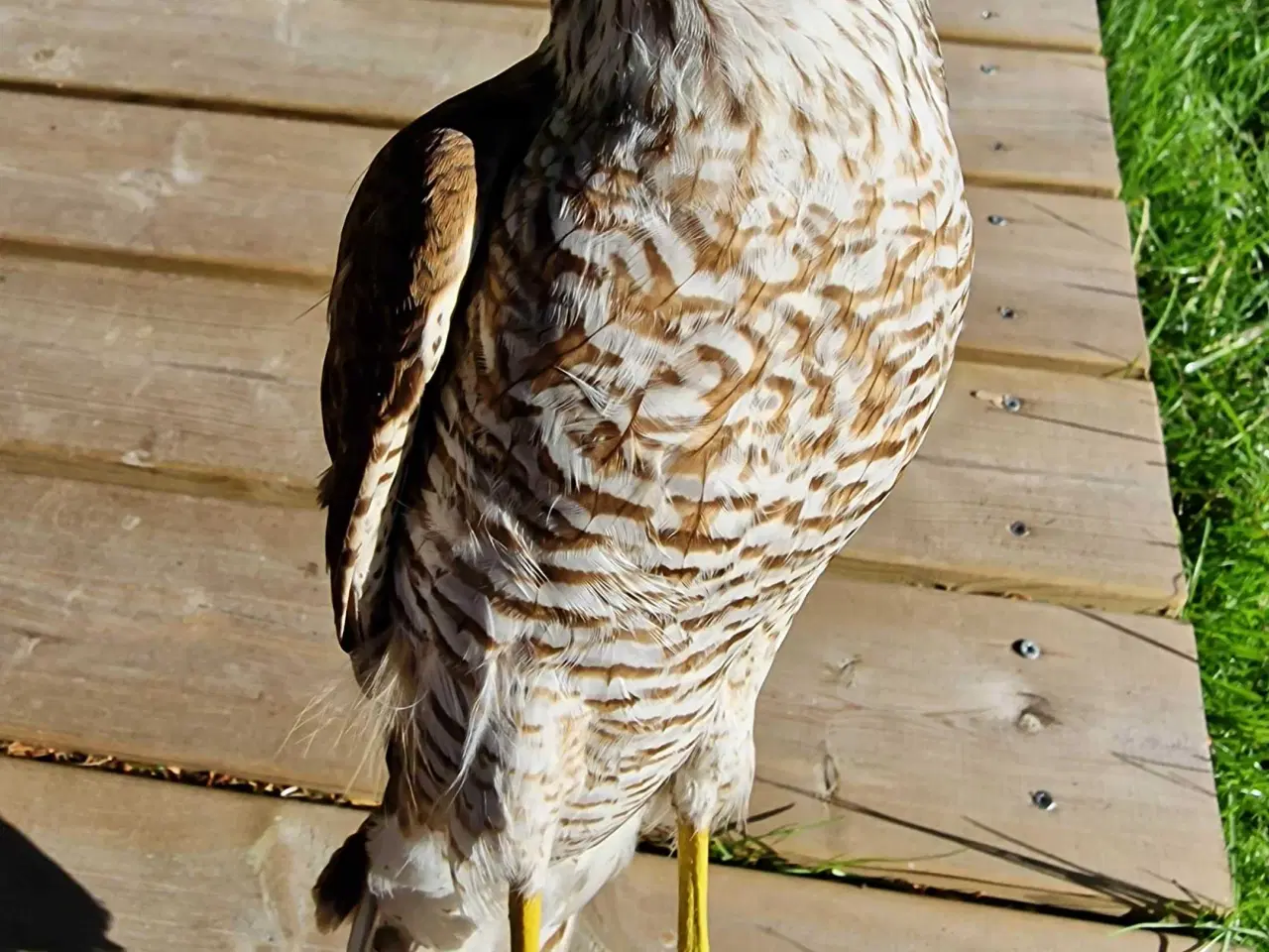 Billede 2 - Spurvehøg siddende på træstub