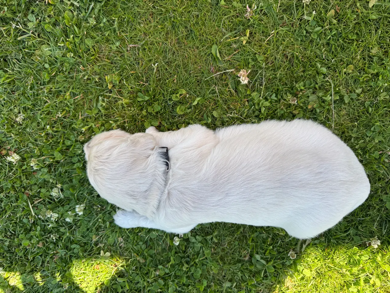 Billede 5 - Golden Retriever hvalpe 