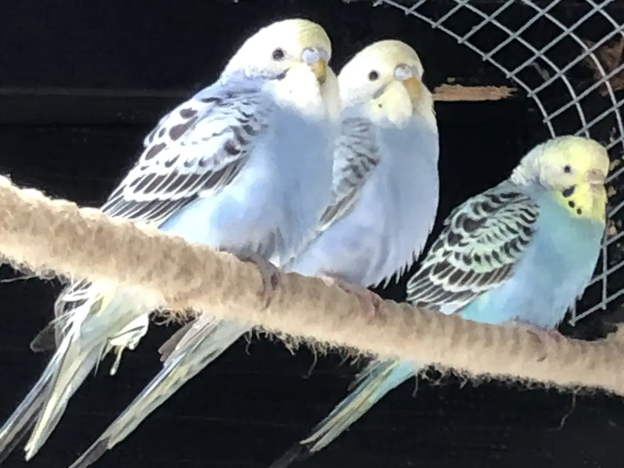 Billede 3 - Blå Undulater