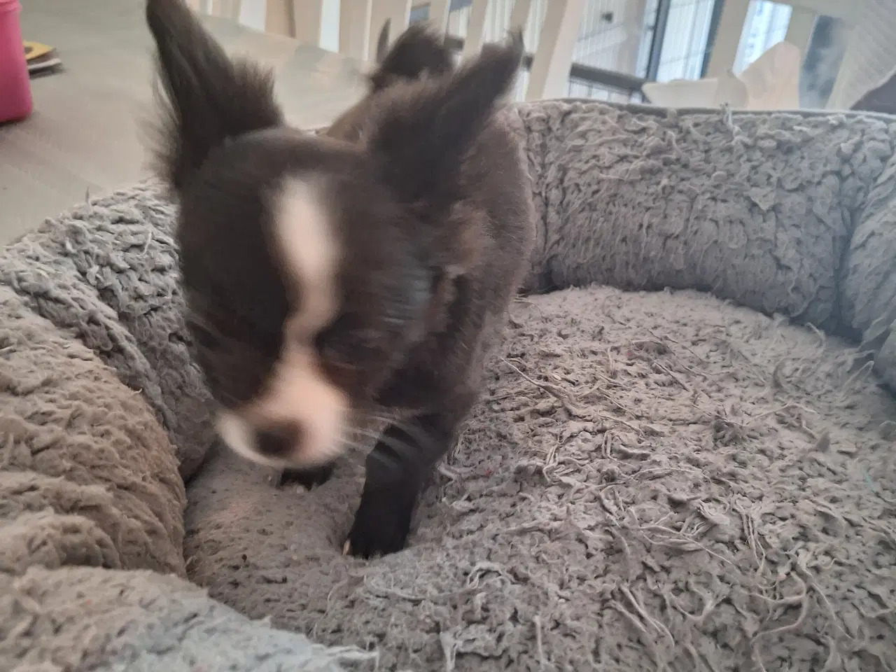 Billede 6 - papilion /chihuahua
