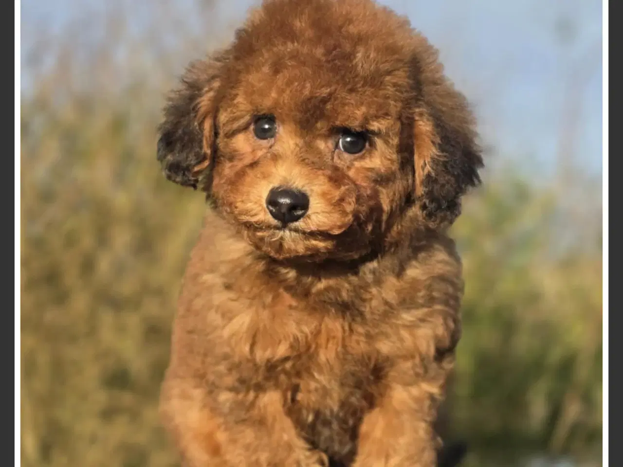 Billede 1 - Pomapoo f1b