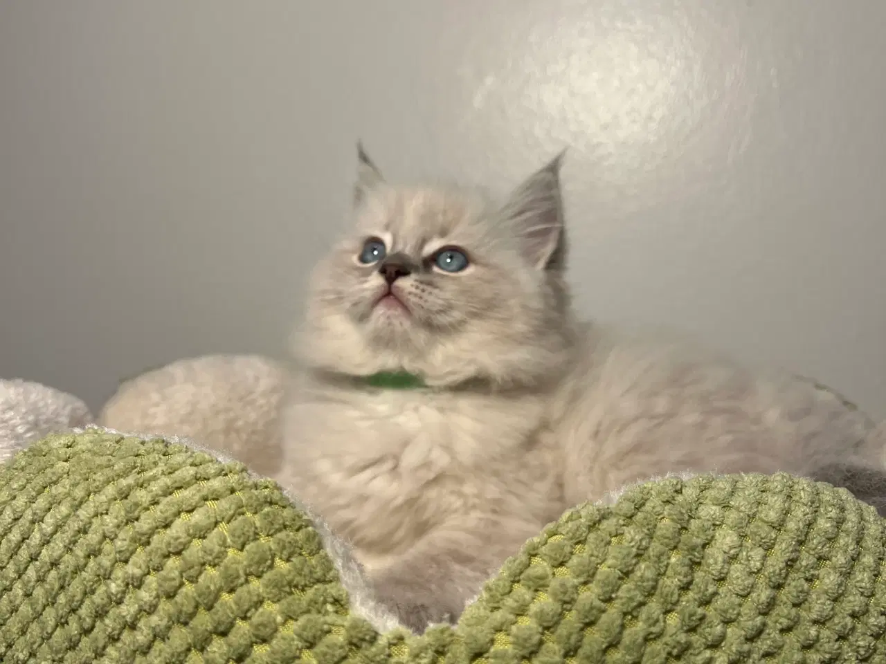 Billede 4 - Ragdolls killinger med speciel baggrund