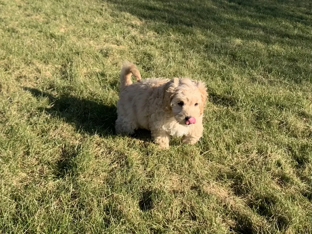 Billede 7 - Amerikansk Cockerpoo F1b pige 