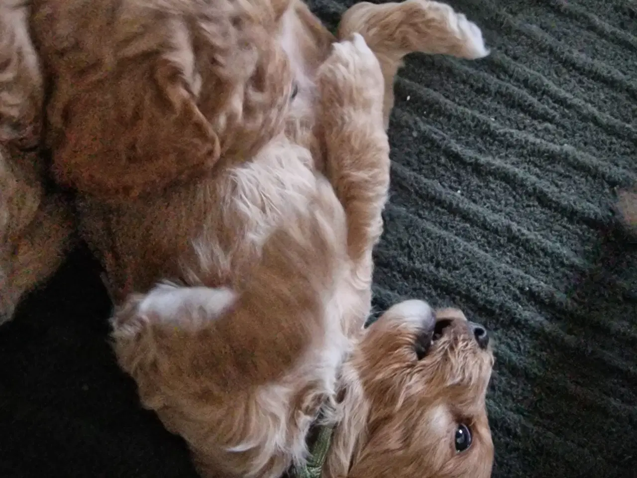 Billede 5 - Golden doodle