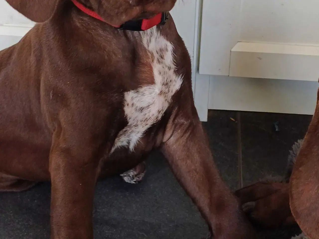 Billede 17 - Tysk korthhåret hønsehund