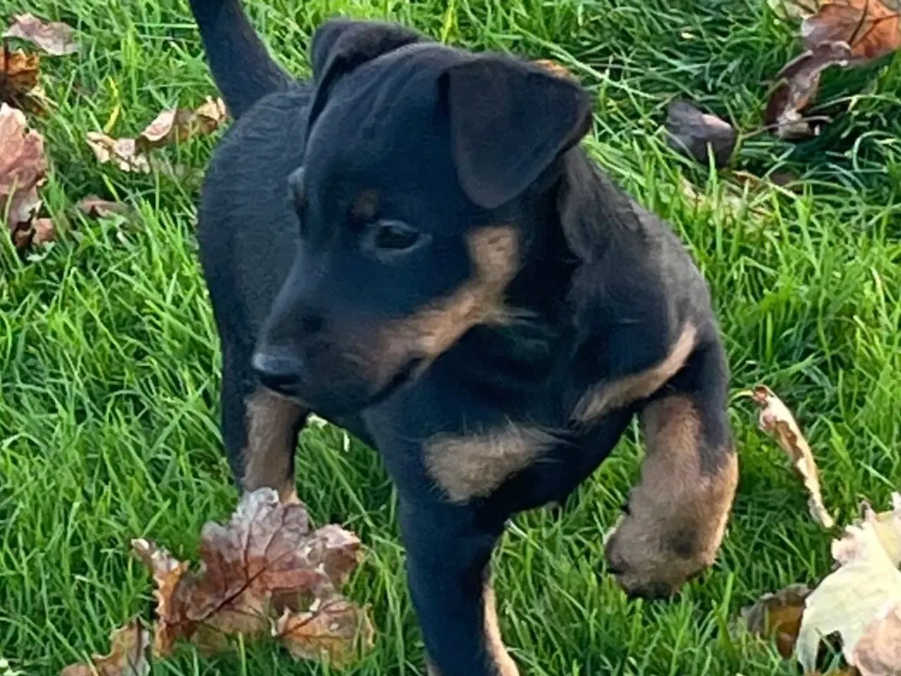 Billede 3 - Tysk Jagtterrier hvalpe salgsklar - 2 hanner