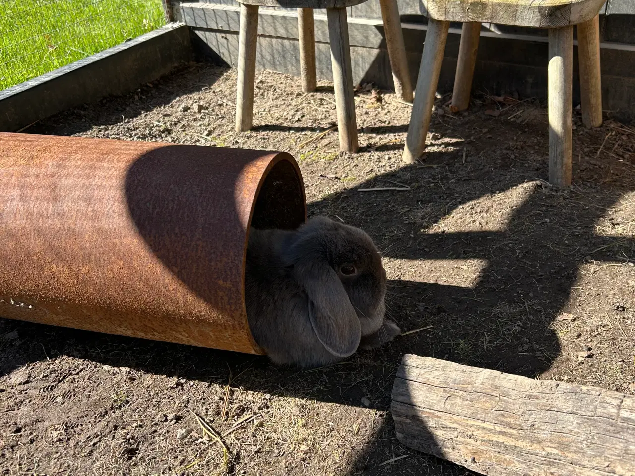 Billede 11 - 2 søde mini lop kaniner (søstre)