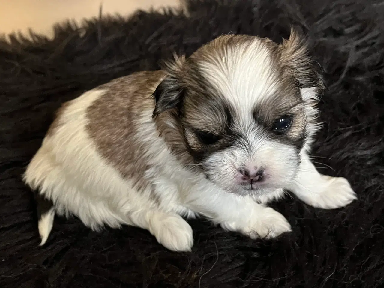 Billede 11 - Shih Tzu / Malteser Hvalpe