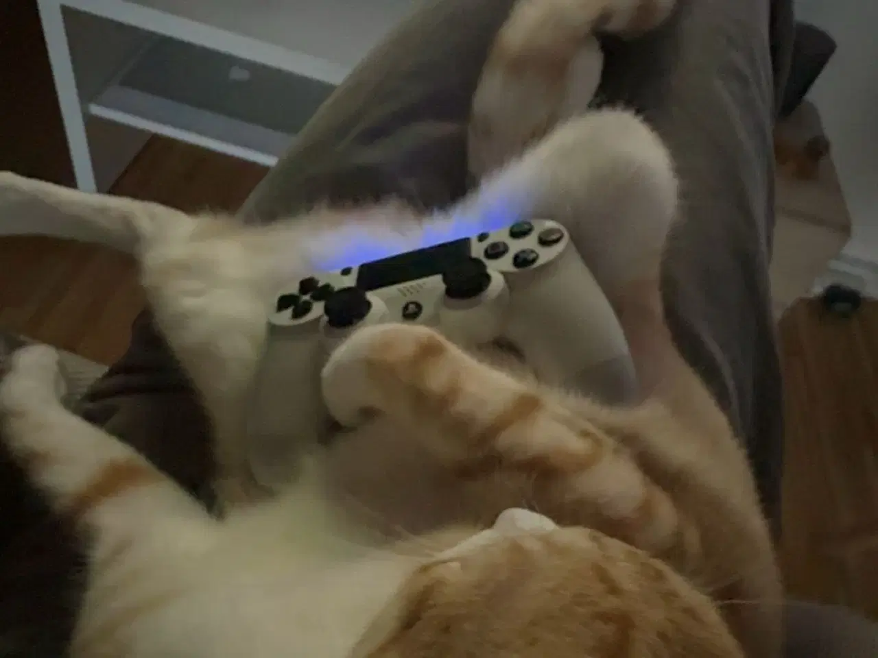 Billede 3 - 2 årig kat gives væk