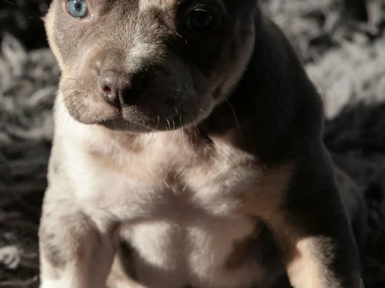 Billede 9 - American Bully 