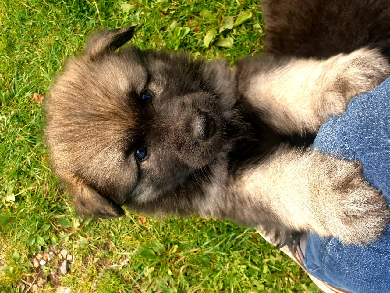 Billede 9 - Finsk lapphund/ langhåred schæfer 