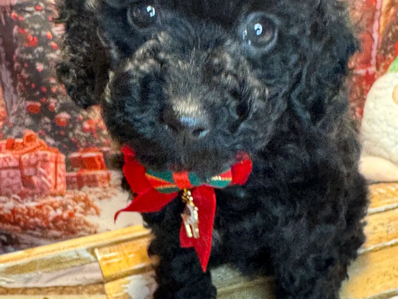 Billede 17 - Maltipoo 