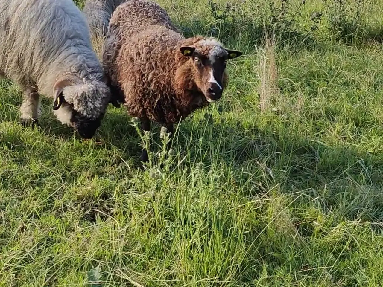 Billede 6 - Black nose og en spælsauer 