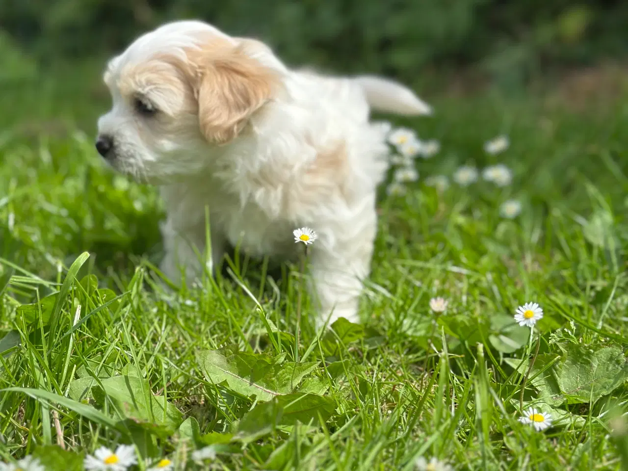 Billede 11 - Bichon Havanais