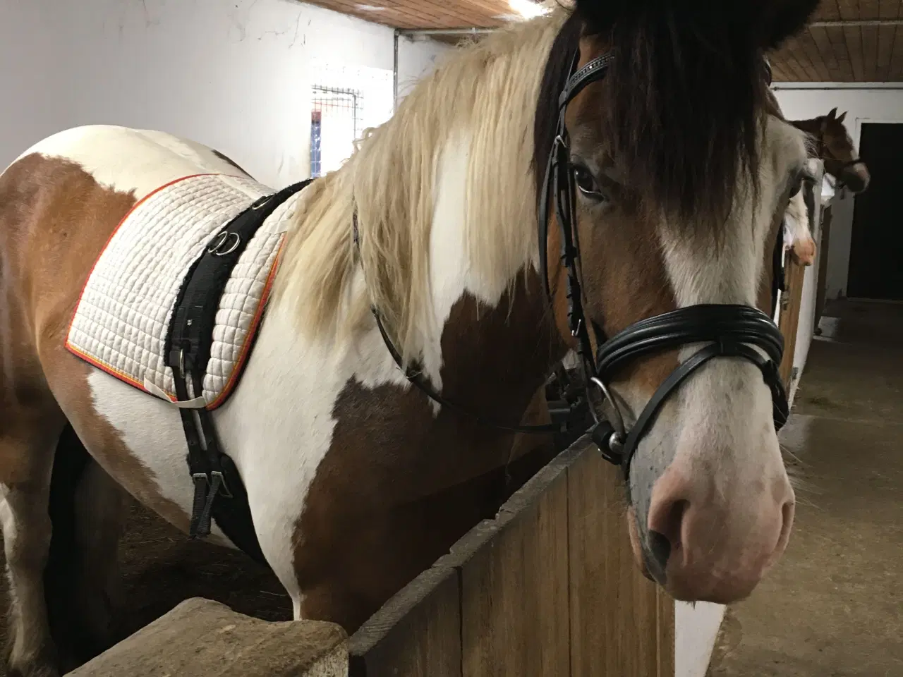 Billede 4 - 4-års Tinker-hoppe