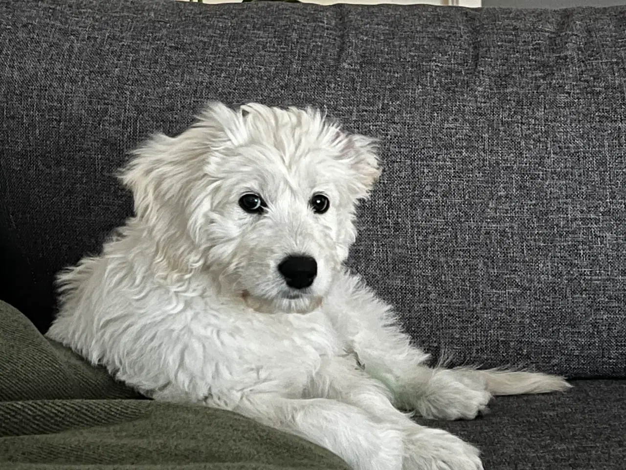 Billede 3 - Golden doodle F1B hvalp 16 uger