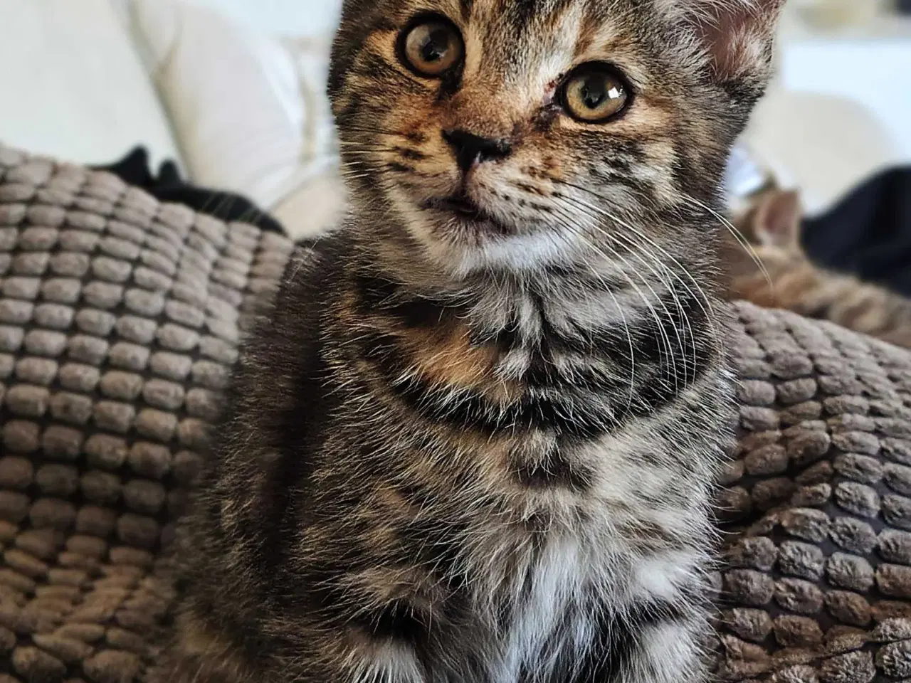 Billede 3 - Main Coon Bla. 🐈