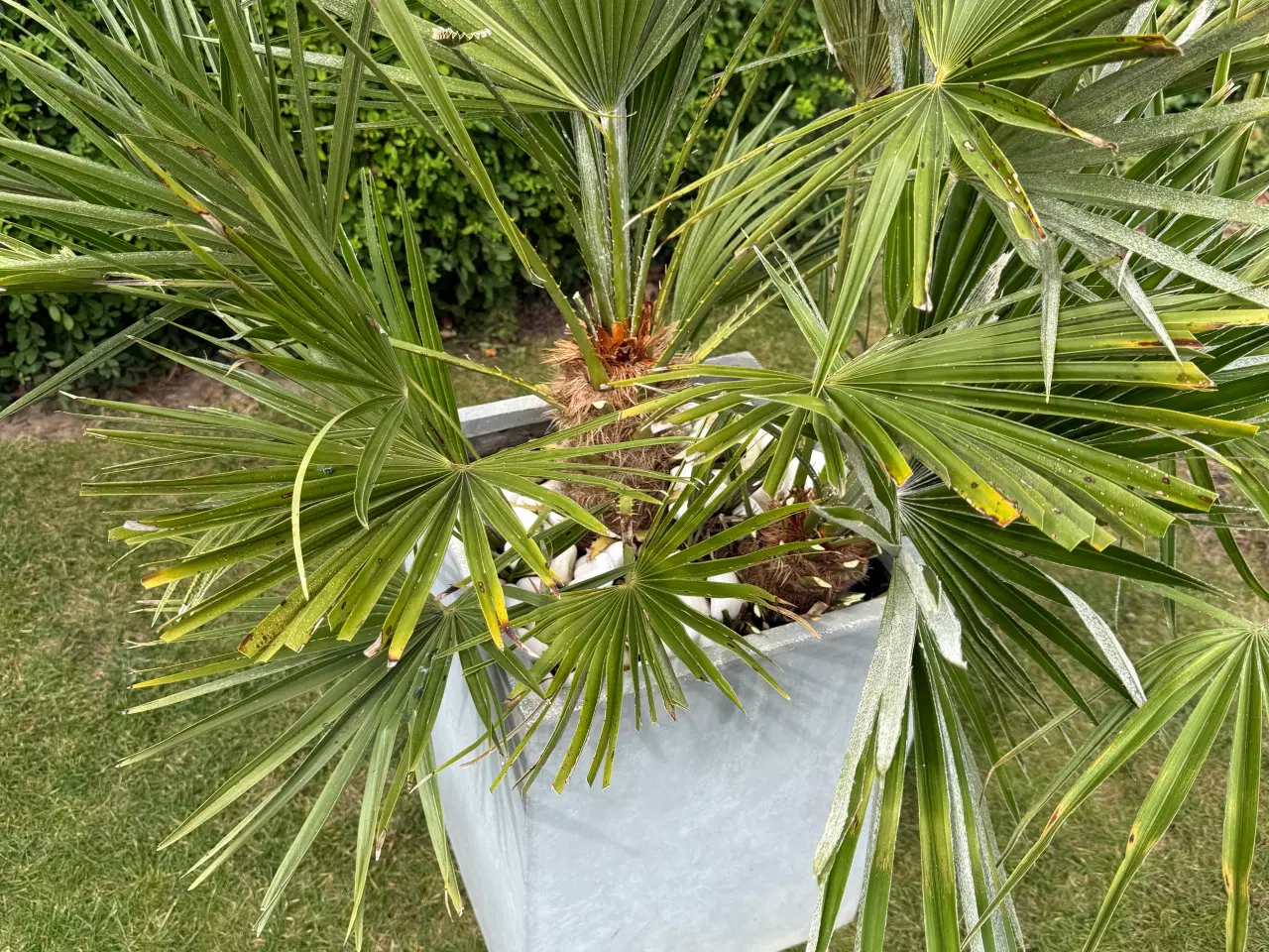 Billede 3 - Europæisk Dværgpalme - Chamaerops humilis