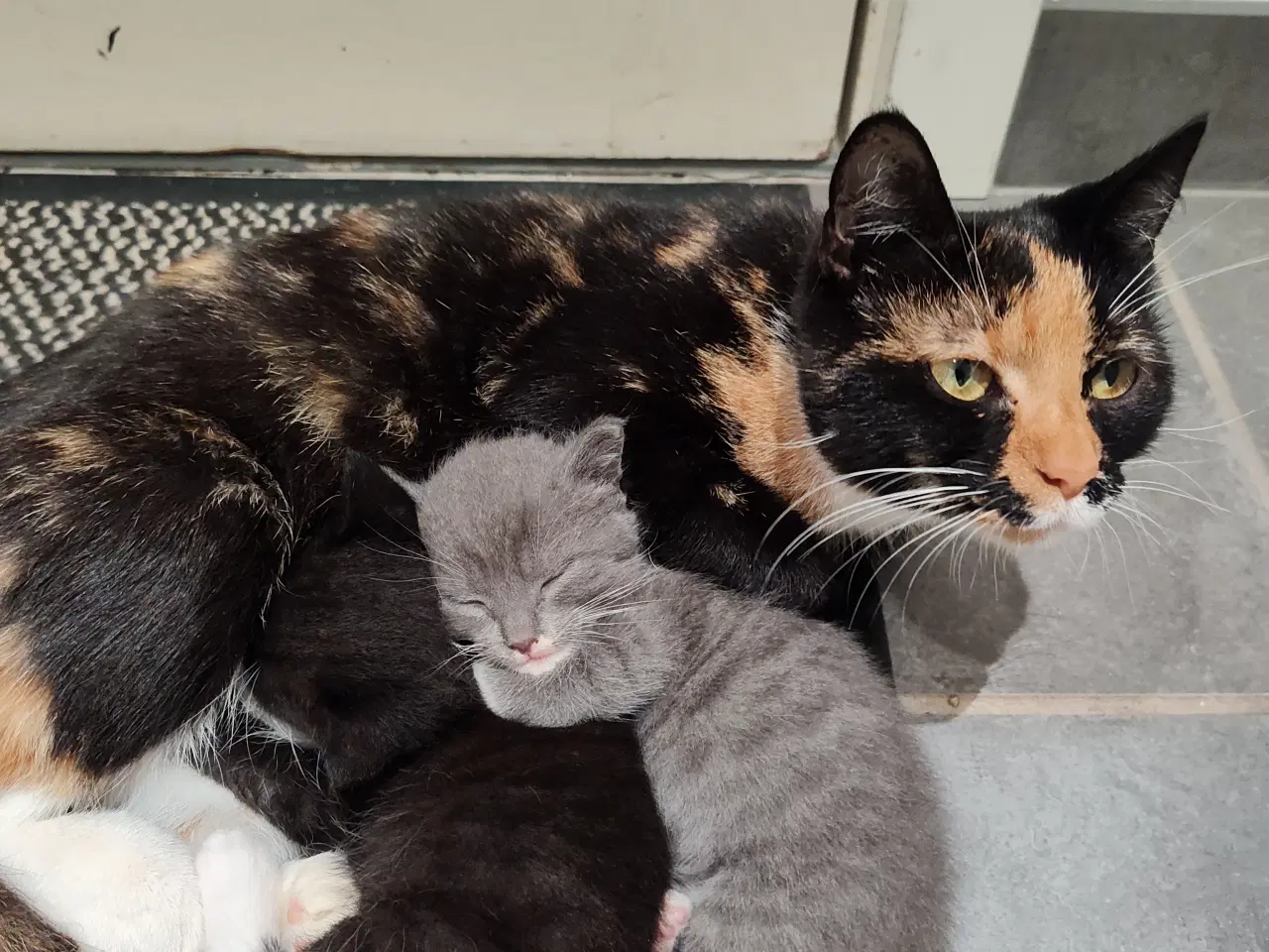 Billede 2 - To drenge killinger