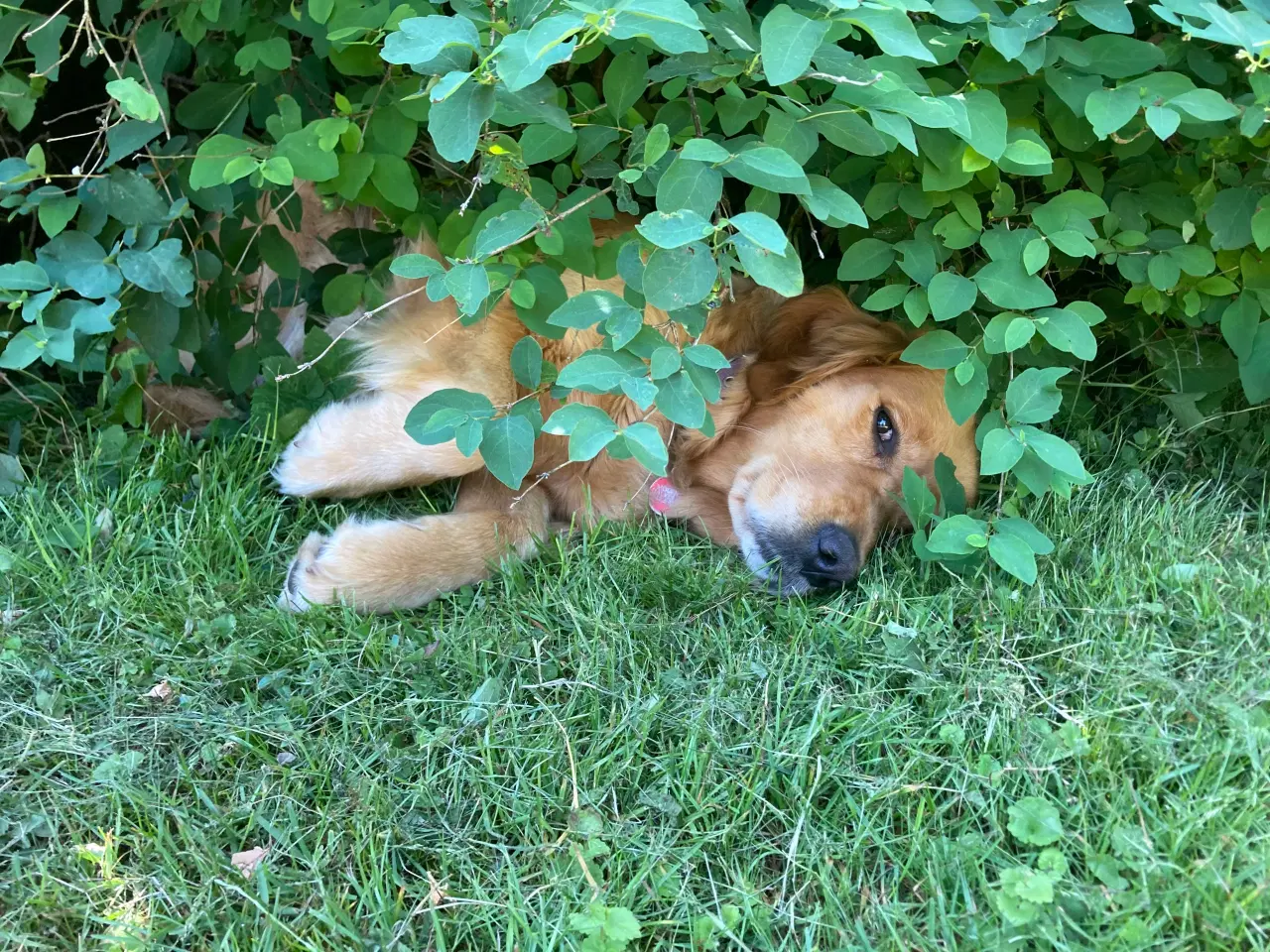 Billede 9 - Golden Retriever hvalpe