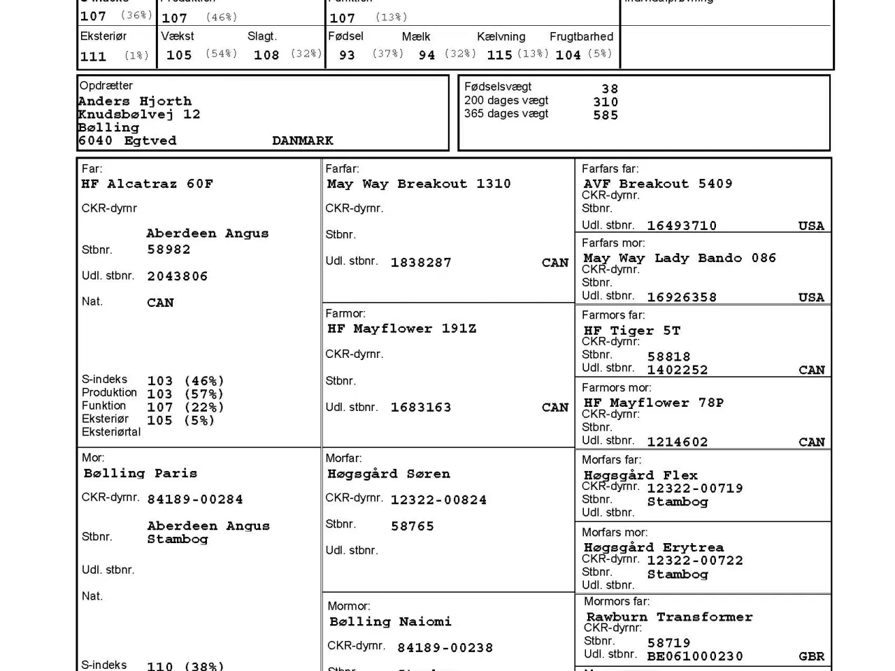 Billede 3 - Angus foldtyr med stamtavle