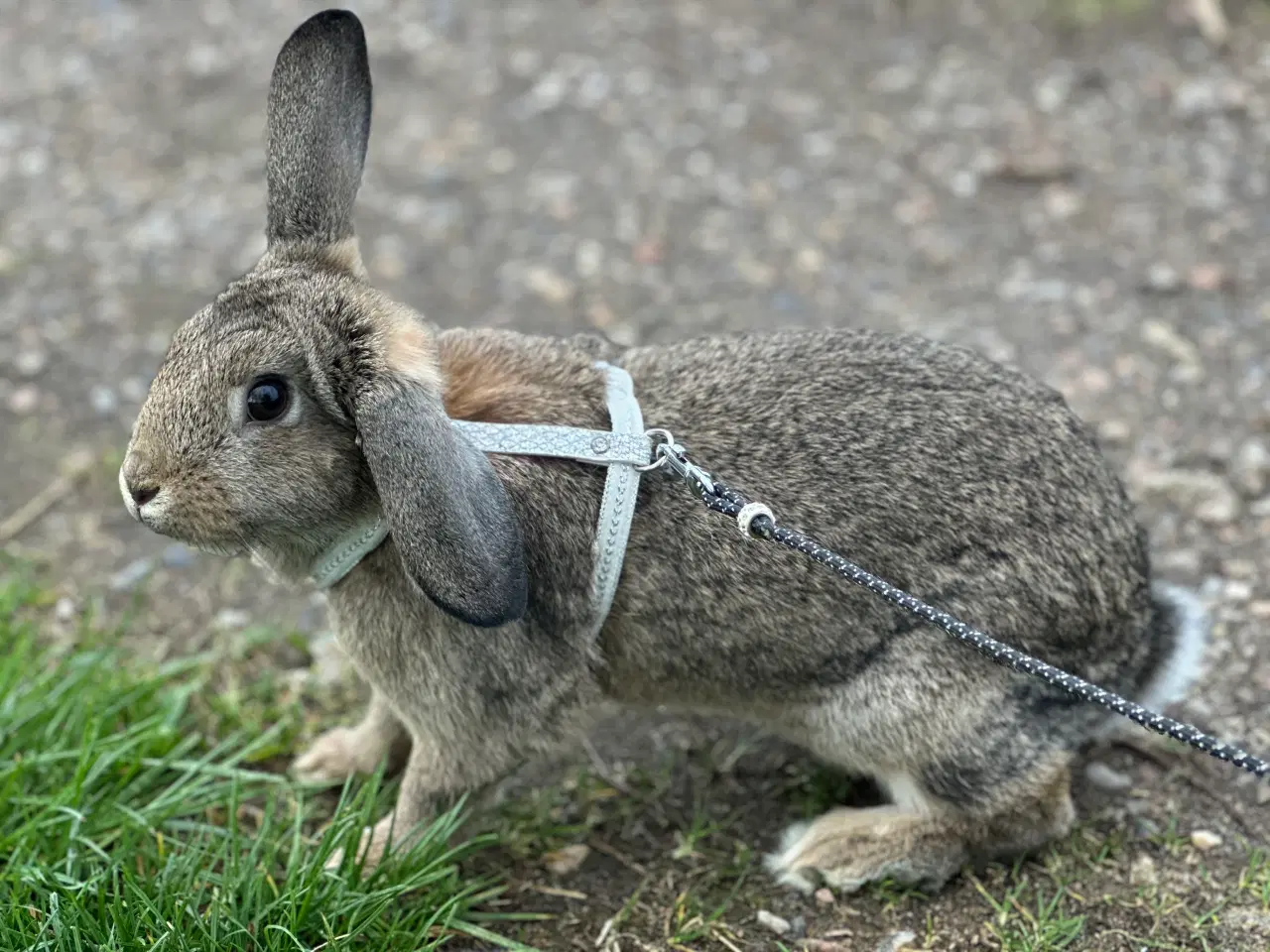 Billede 7 - Hopkanin / kælekanin sælges