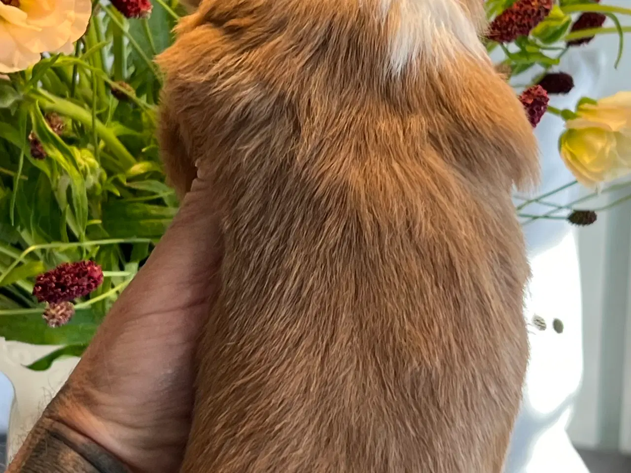 Billede 7 - Smukke Røde & Abrikos 