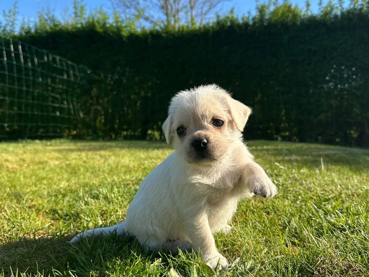 Billede 3 - Hvalpe Bichon havanais/Fransk bulldog