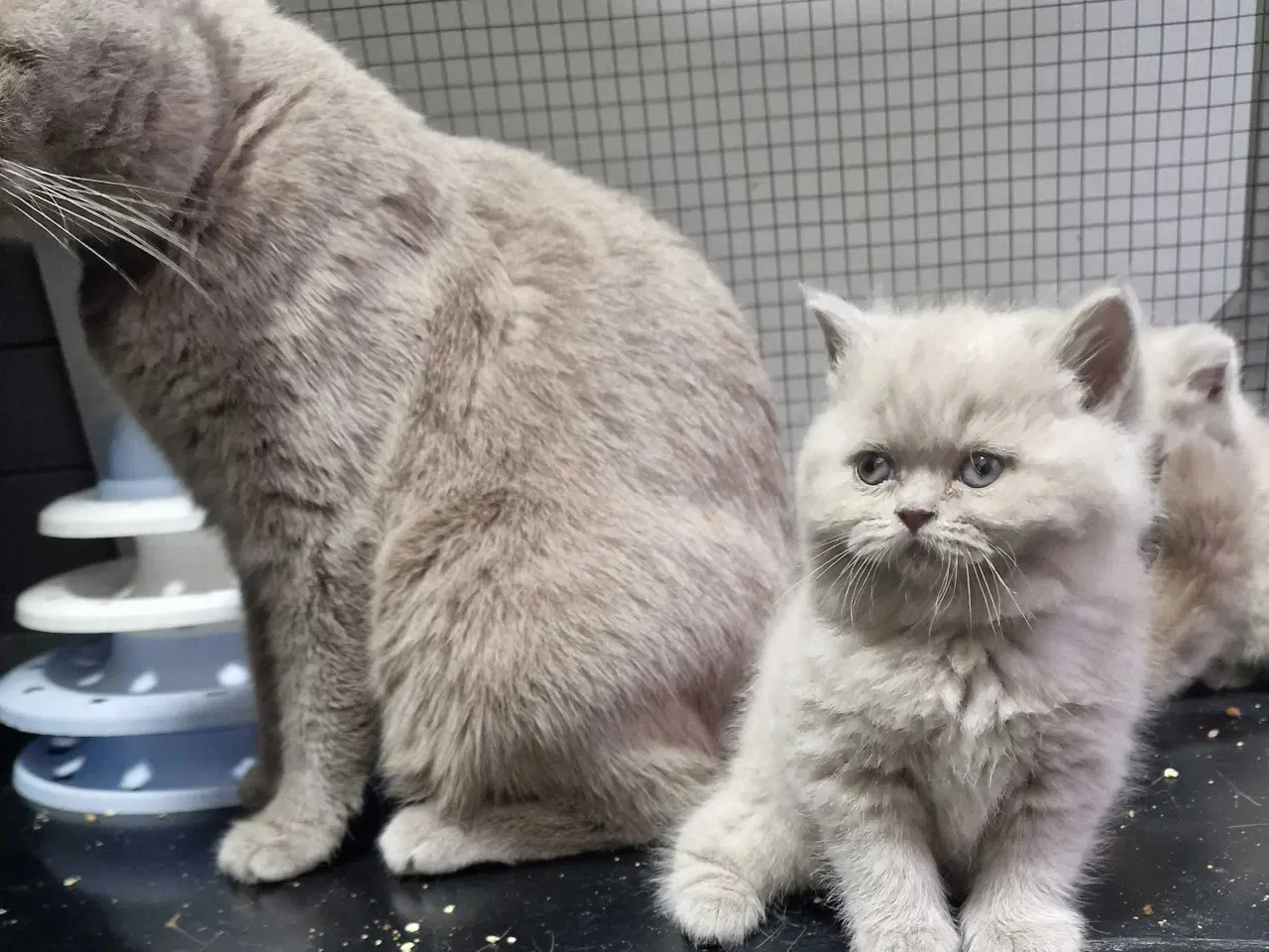 Billede 10 - British shorthair killinger