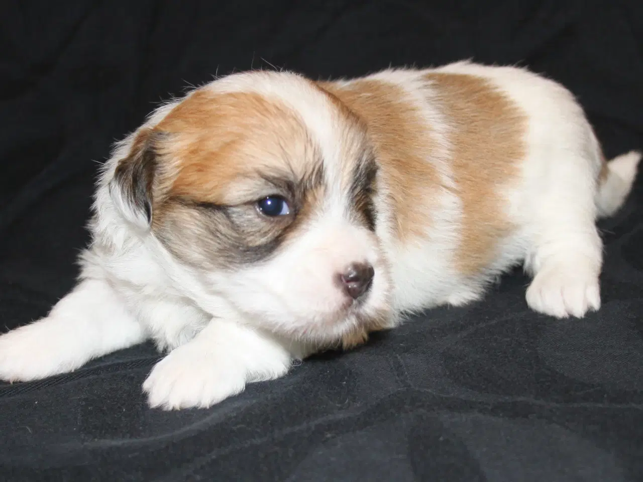 Billede 7 - Coton de Tulear hvalpe