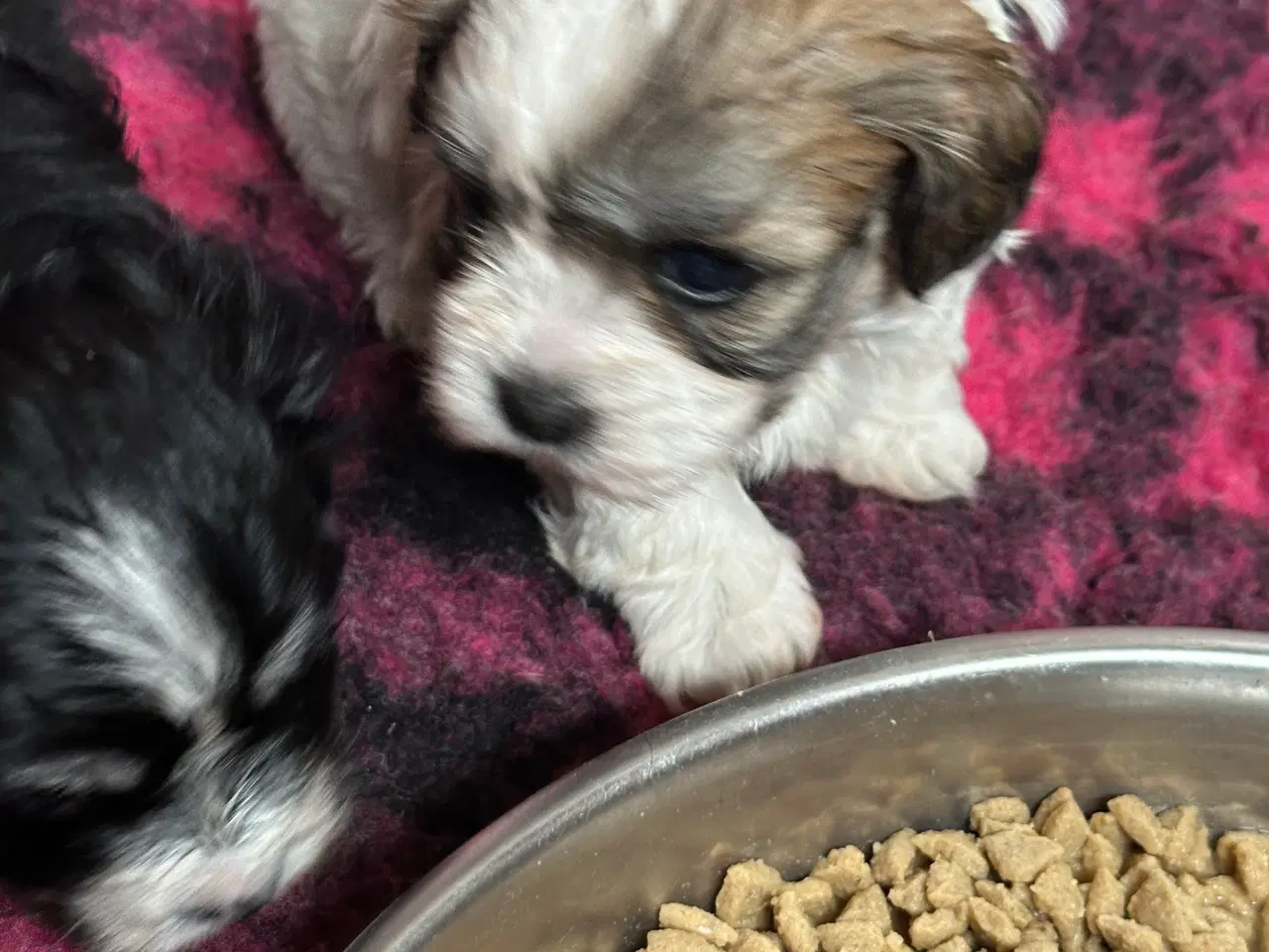 Billede 6 - Bichon Havanais 