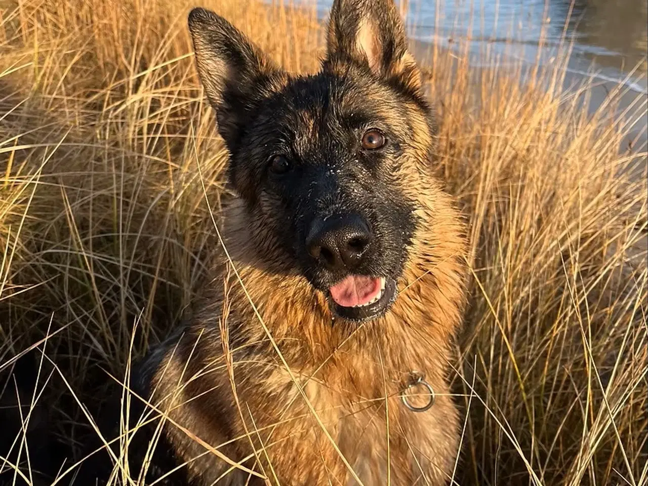 Billede 1 - Schæferhvalpe fra Danmarks ældste kennel  