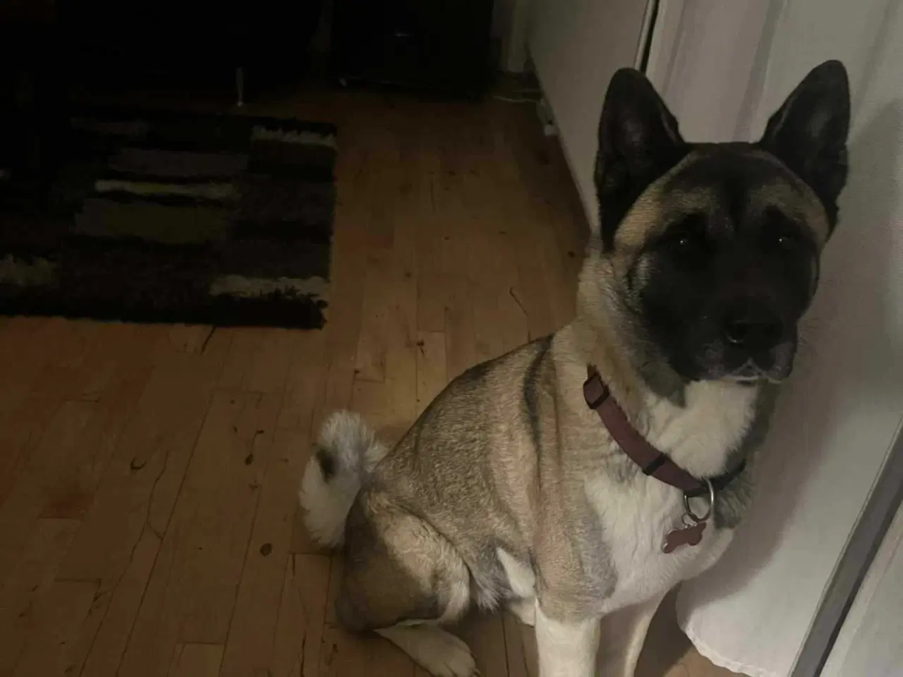 Billede 2 - Amerikansk Akita søger nyt kærligt hjem