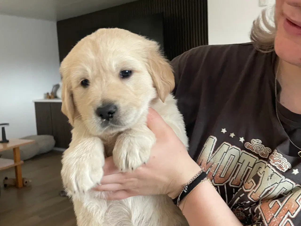 Billede 2 - Golden retriever hvalpe