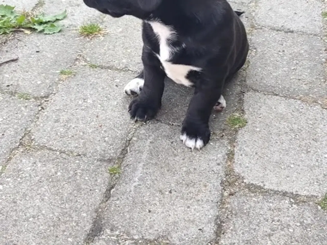 Billede 8 - gravhund blanding 9 uger