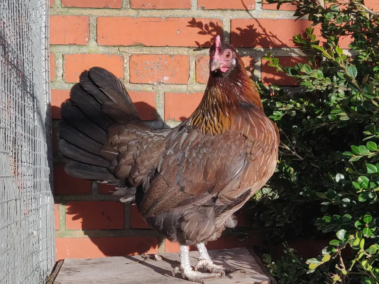 Billede 1 - Danske landhøns