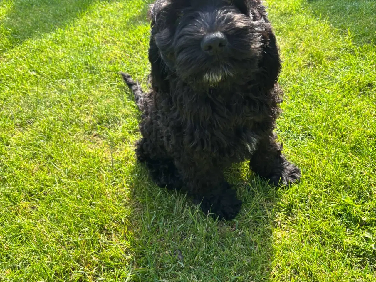 Billede 1 - amerikanske cocker spaniel blandings hvalpe