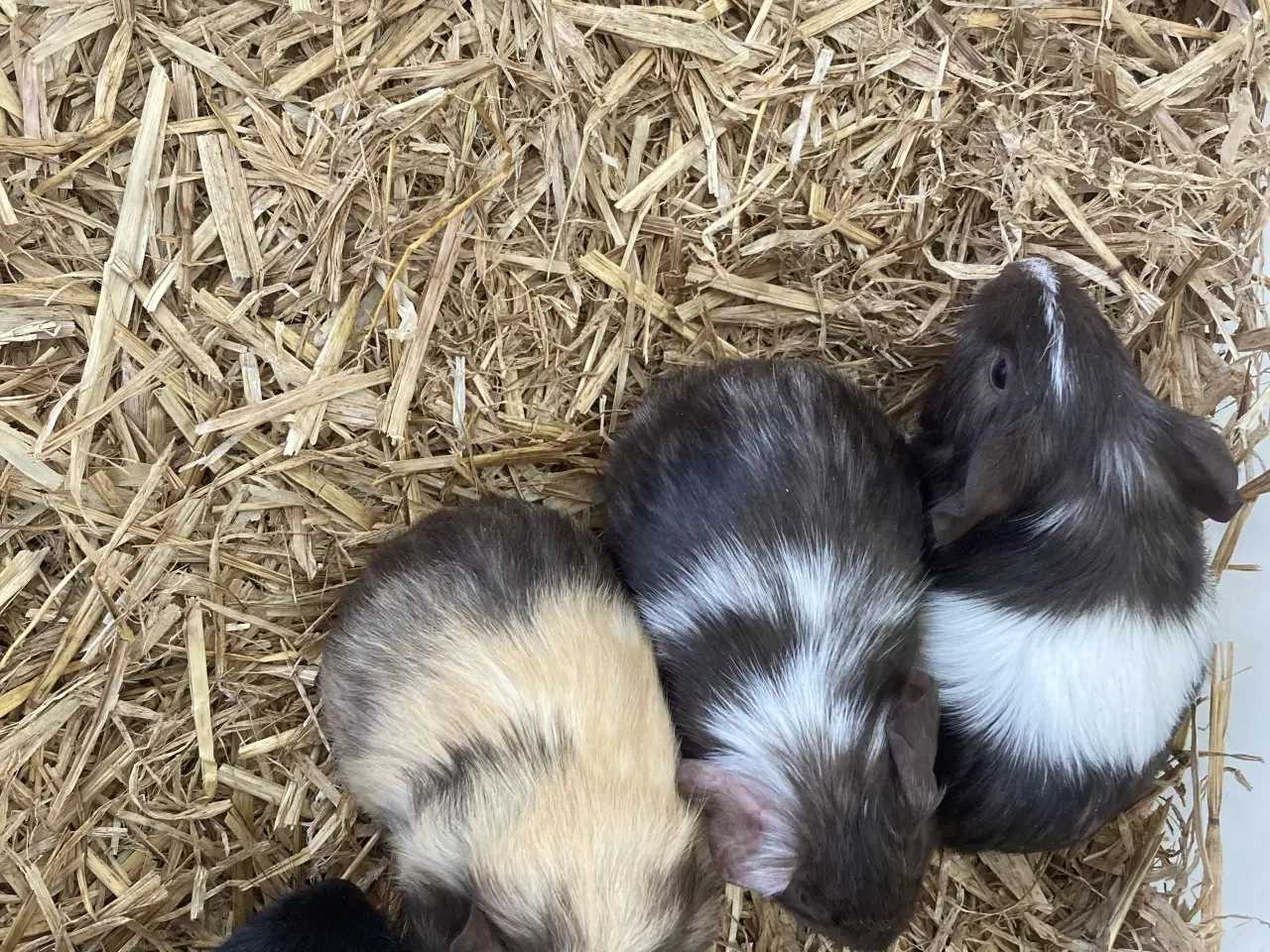 Billede 5 - Glathåret Marsvin 