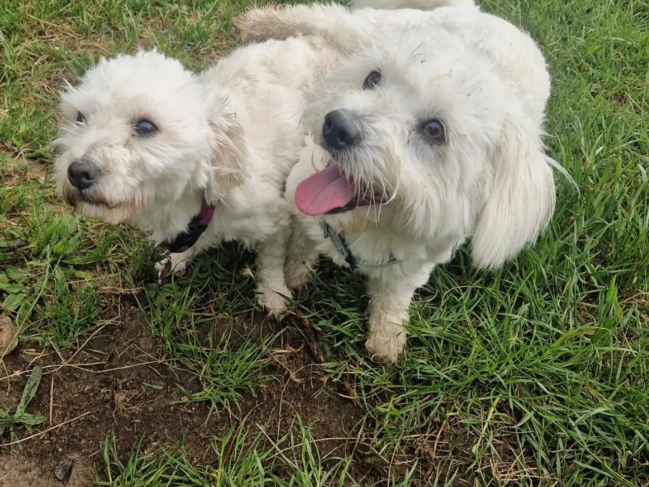 Billede 4 - Coton de tulear hvalpe 