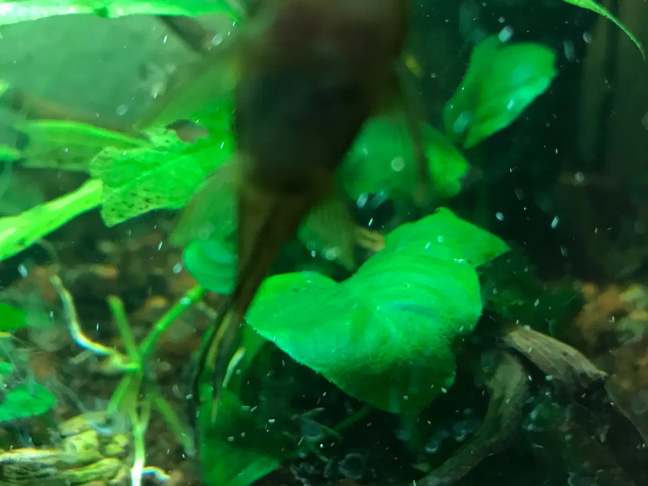 Billede 3 - 🐟 LDA16 Ancistrus maller – sunde og aktive