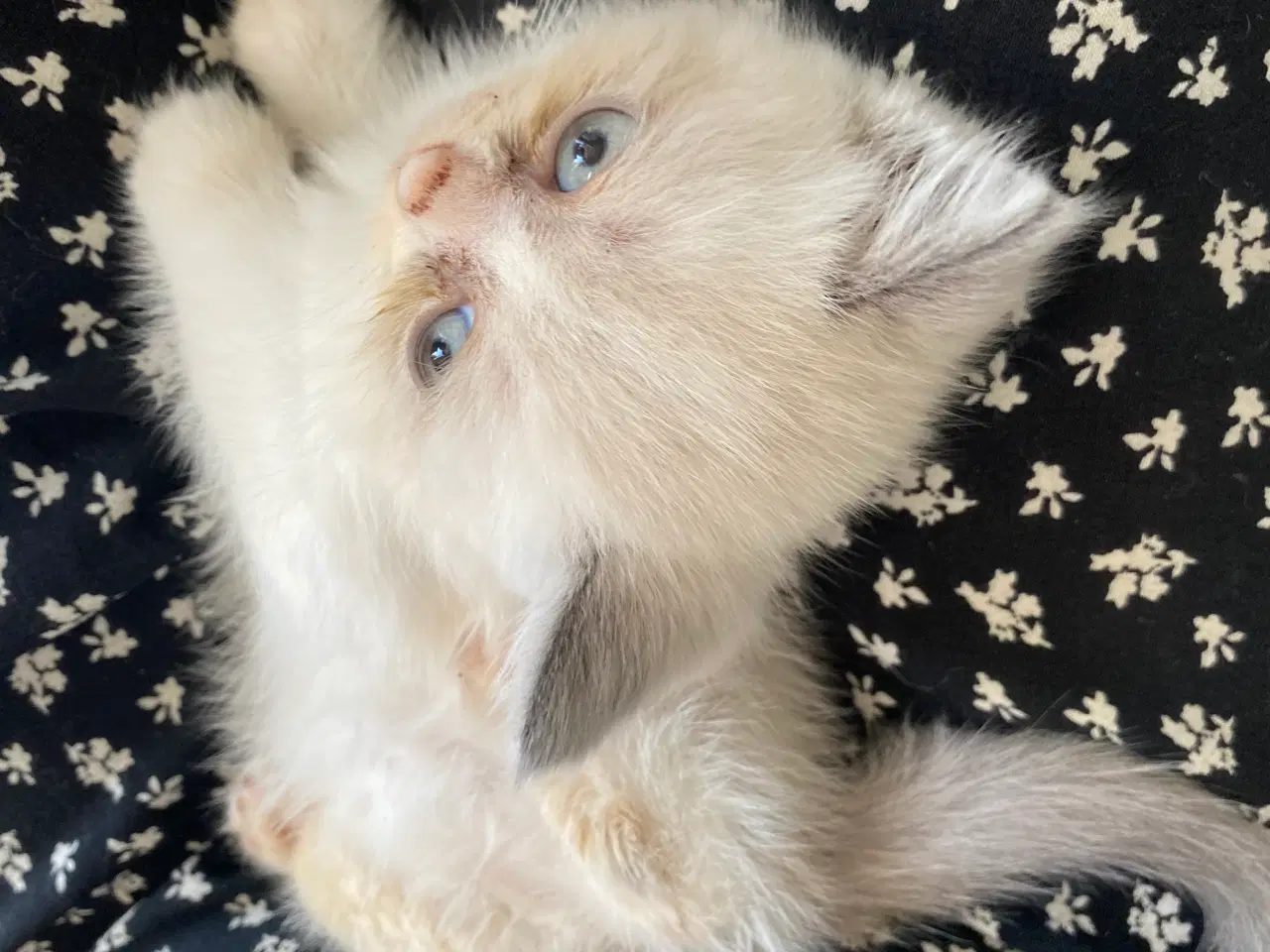 Billede 2 - 2 Smuk Ragdoll hunkilling lys hunkat hvid beige