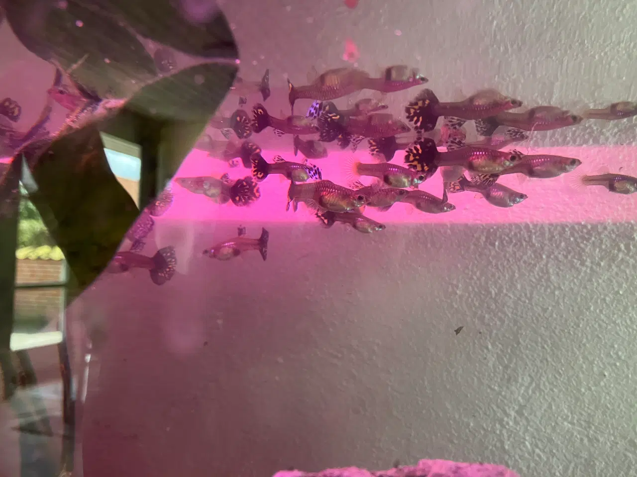 Billede 4 - Akvarium og fisk