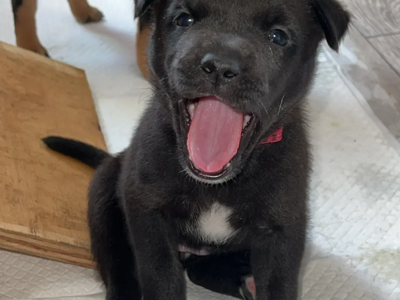 Billede 1 - Blandings hvalpe