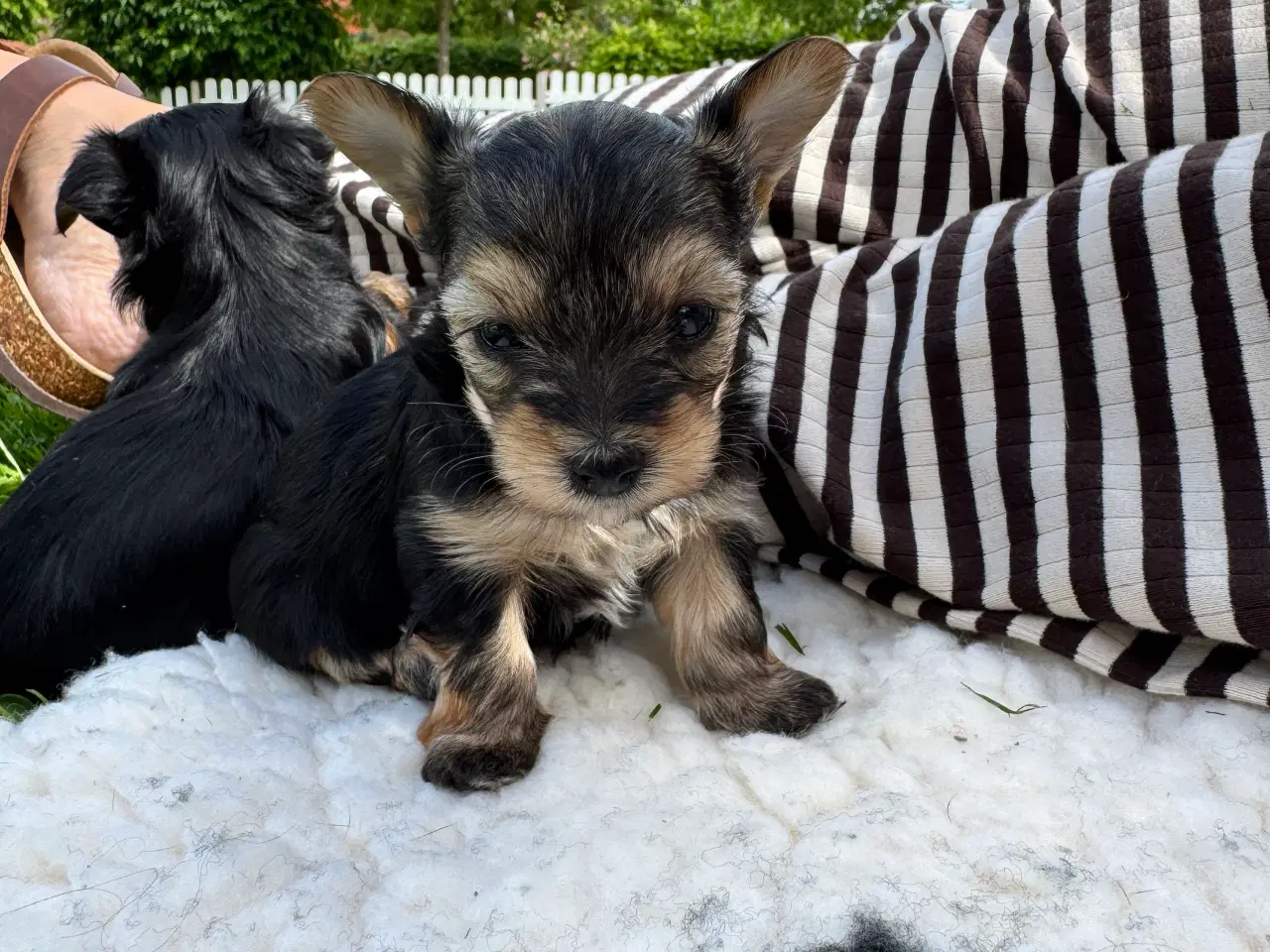 Billede 4 - Yorkshire Terrier Hvalpe