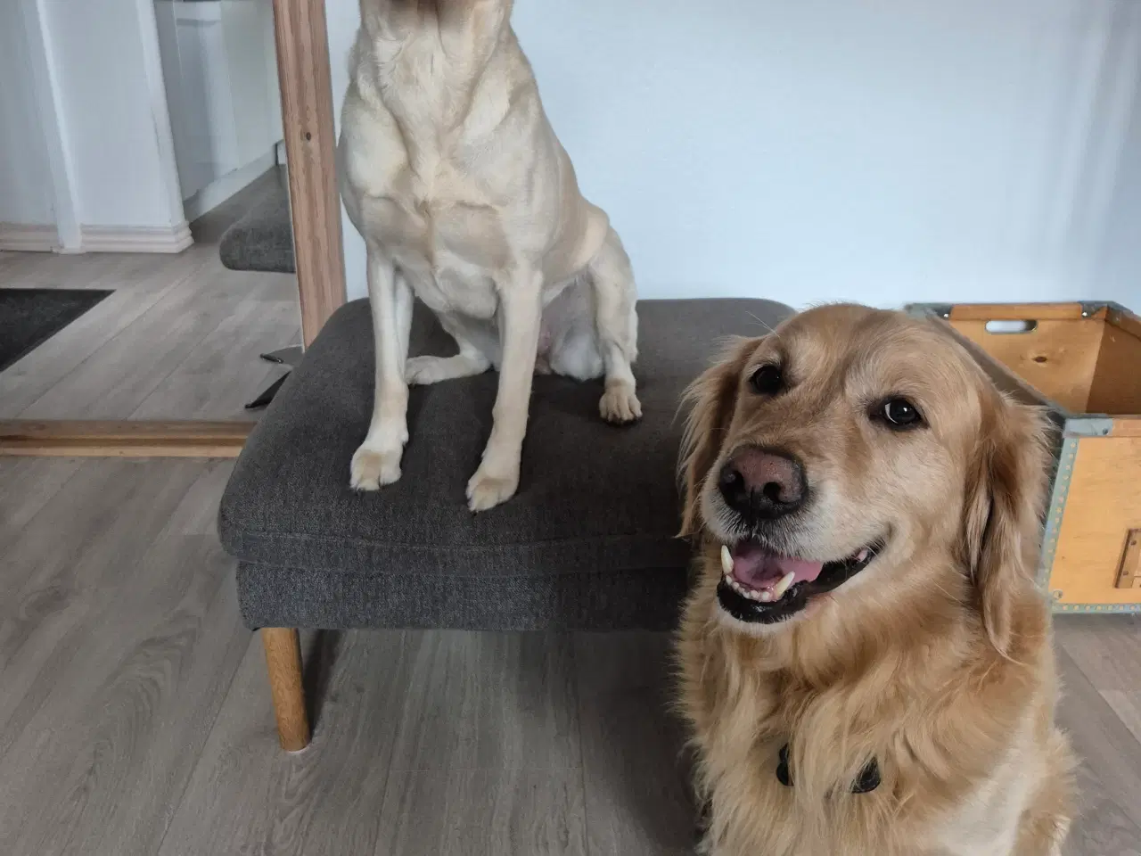 Billede 1 - Golden retriever og labrador hvalpe